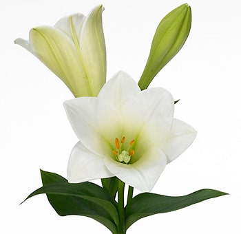 Easter Lily Flower - 3+ blooms