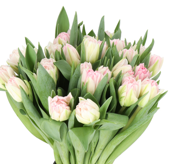 Double Tulips - Foxtrot