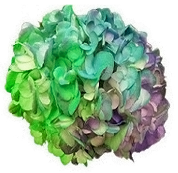 Tie Dye Neon Green Turquoise Purple Hydrangea