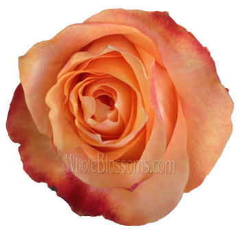 Twilight Light Orange Roses