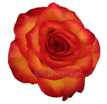 Twilight Orange Biological Roses