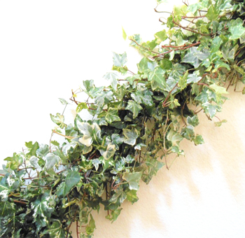Variegated Ivy Garland - Full - 9 inches Wide
