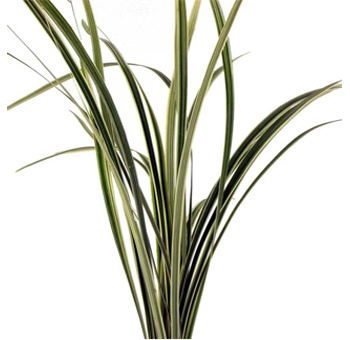 Variegated Lily Grass