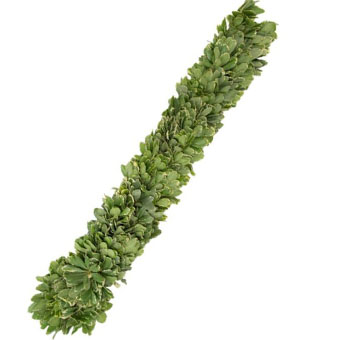 Variegated Pitt Garland - 9 inches Wide (Full)