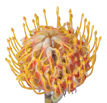 Pincushion Protea – Veldfire Yellow
