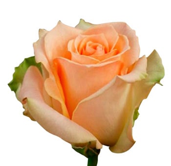 Organic Roses – Peach Versilia