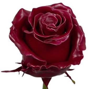 Wax Rose - Burgundy