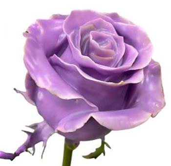 Wax Rose - Lavender