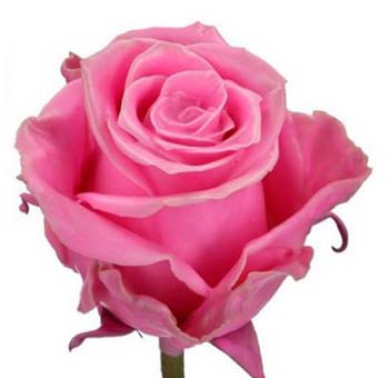Wax Rose - Pink
