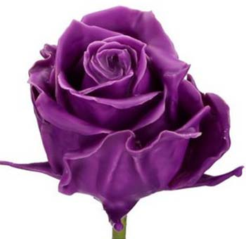 Wax Rose - Purple
