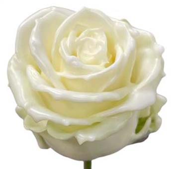 Wax Rose - White
