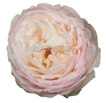 Blush Garden Rose Flower