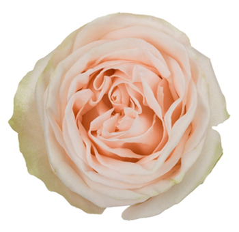 Peach Garden Rose