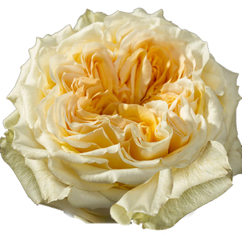 Wedding Xpression Cream Garden Roses
