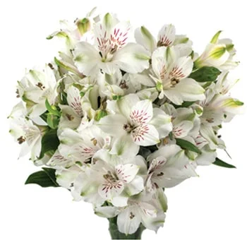 Fresh, premium white alstroemeria flowers, perfect for weddings and events.