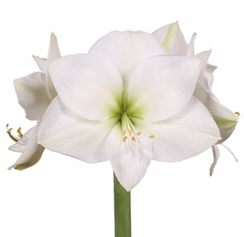Amaryllis White Flowers
