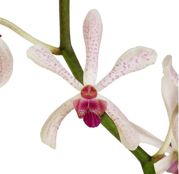 White Orchid - Aranthera