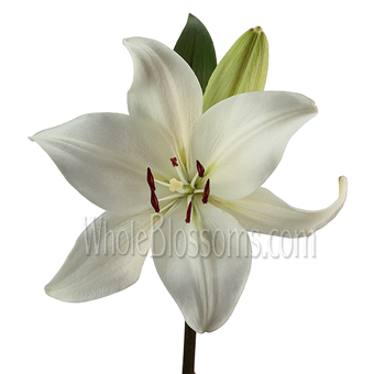 White Lily Asiatic Lily