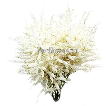White Astilbe Flower
