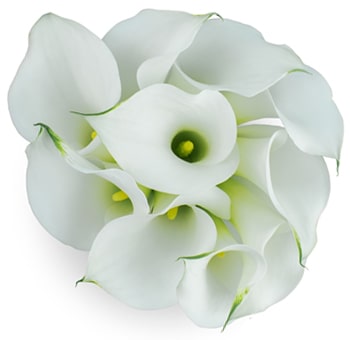 White Mini Calla Lilies Long