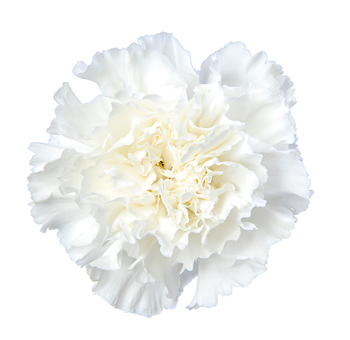 White Carnations Overnight Delivery