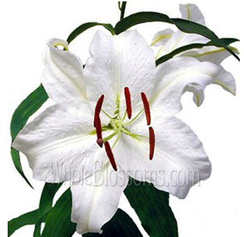 Oriental Lily White Flowers