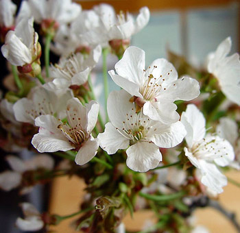 Cherry Blossom White Flowers