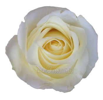 White Chocolate Roses