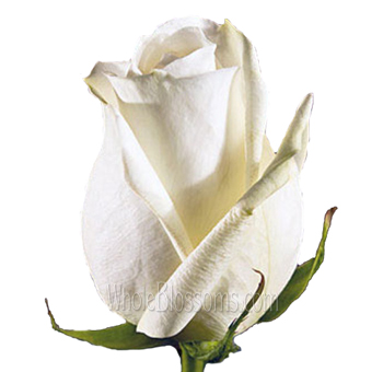 Polo Cream White Rose