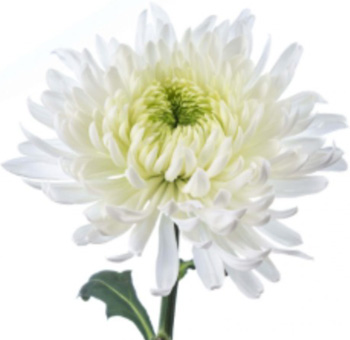 White Cremon Flower