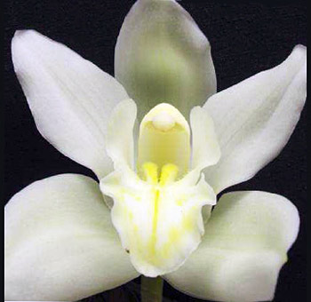 White Cymbidium Orchid Clear Lip