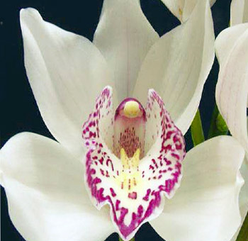 White Cymbidium Orchid Red Lip