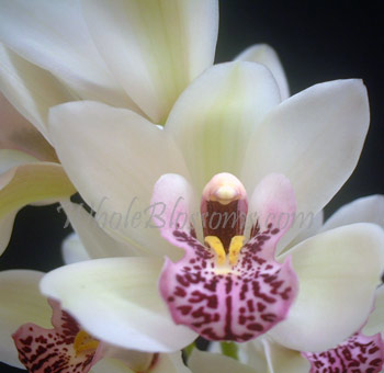 White Mini Cymbidium Orchid