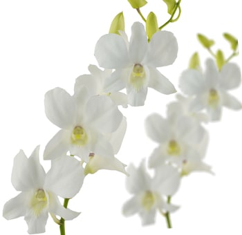 White Dendrobium Orchids - Rush Order
