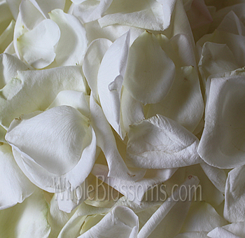 White Rose Petals