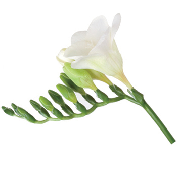 White Freesia Flower