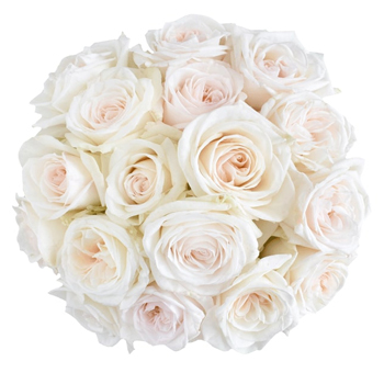 White Blush Garden Roses