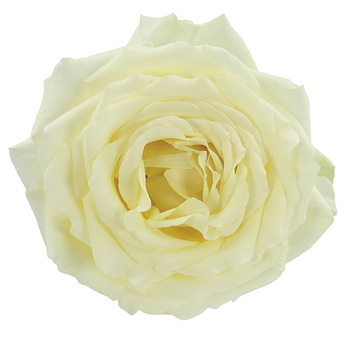 White Garden Roses - Vitality
