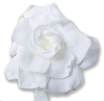 white-gardenia-preserved-flowers-min