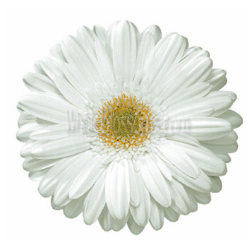 White Gerbera Daisy