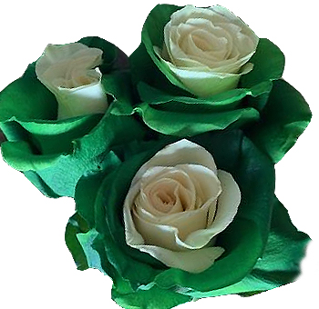 White Green Christmas Rose