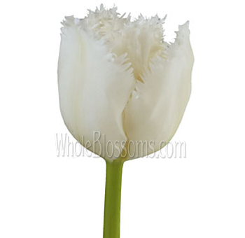 Fringed Honeymoon White Tulips