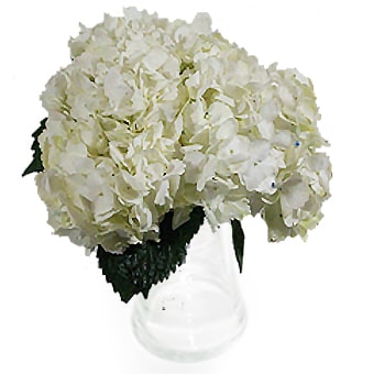Victorian Natural White Hydrangea Bouquets