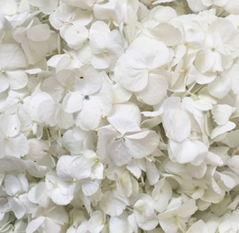White Hydrangea Petals