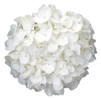 Super Select White Hydrangea