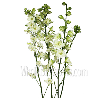 Larkspur White Flowers