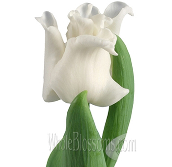 Lily Flower Liberstar White Tulips