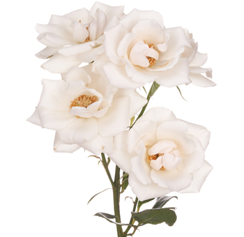 Garden Roses - White Majolica