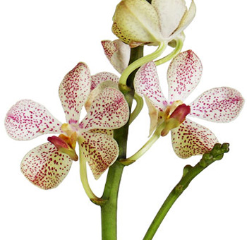 White Mokara Orchid Christine Flower