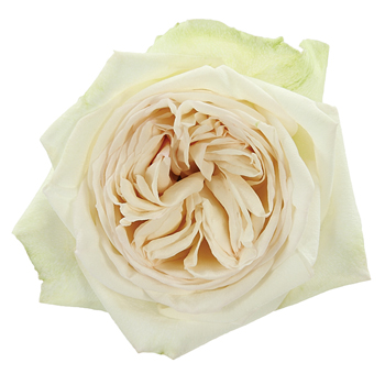 White O'hara Garden Rose